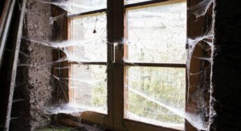 What causes cobwebs in your house?
